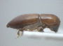 Cryptoxyleborus vestigator side