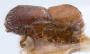 Cyclorhipidion apicipenne non type
