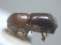 Cyclorhipidion apicipenne paratype