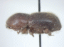 Cyclorhipidion bituberculatum holotype