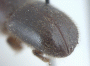 Cyclorhipidion bituberculatum holotype declivity