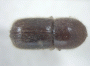 Cyclorhipidion bituberculatum holotype top