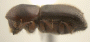 Cyclorhipidion bituberculatum junior synonym Cyclorhipidion revocabile side