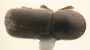 Cyclorhipidion bituberculatum junior synonym Cyclorhipidion revocabile top