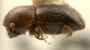 Cyclorhipidion bituberculatum miniature tubercles on declivity