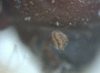 Fortiborus indigens antennal club