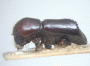 Fortiborus indigens holotype