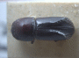 Fortiborus indigens holotype top