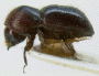 Fortiborus sulcinoides