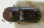 Fortiborus sulcinoides top