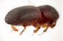 Euwallacea andamanensis declivity