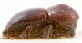 Euwallacea andamanensis holotype