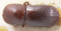 Euwallacea andamanensis holotype top