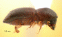 Euwallacea andamanensis typical NG specimen