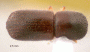 Euwallacea andamanensis typical NG specimen top