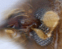Planiculus limatus antenna