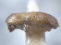 Planiculus limatus holotype