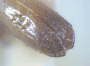 Planiculus limatus holotype declivity