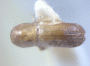 Planiculus limatus holotype top