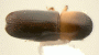 Planiculus limatus non type