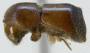 Schedlia brownei holotype