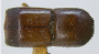 Schedlia brownei holotype top