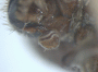 Schedlia praeusta antenna