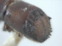 Schedlia praeusta declivity