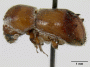 Schedlia praeusta declivity