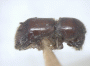 Schedlia praeusta side