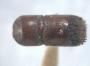 Schedlia praeusta top