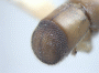 Schedlia usitata declivity