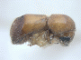 Schedlia usitata side