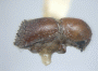 Pseudowebbia armifer holotype
