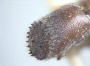 Pseudowebbia armifer holotype declivity