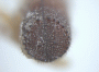 Pseudowebbia armifer holotype declivity2