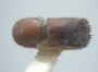 Pseudowebbia armifer holotype top