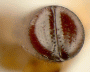 Amasa similis declivity