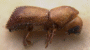 Pseudowebbia squamatilis holotype