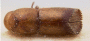 Pseudowebbia squamatilis holotype top
