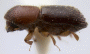 Xyleborinus artestriatus side