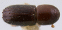 Xyleborinus artestriatus top