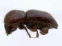 Fortiborus anisopterae side
