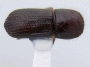 Fortiborus anisopterae top