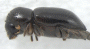 Diuncus mesoleiulus