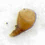 Xyleborus papuanus antenna