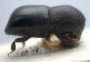 Xyleborus papuanus side