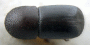 Xyleborus papuanus top