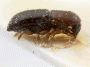 Xyleborus pileatulus holotype