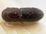 Xyleborus pileatulus top holotype